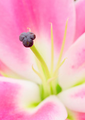 Image showing Pink lily flower