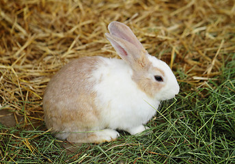 Image showing bunny rabbit