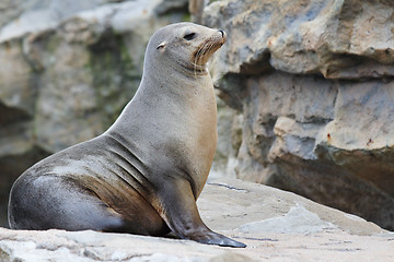 Image showing Sea Lion