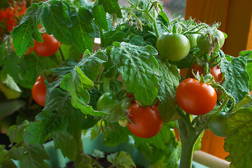 Image showing Red tomatoes