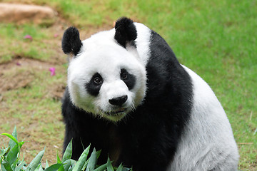 Image showing Giant panda