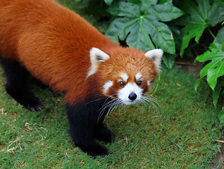 Image showing Red panda