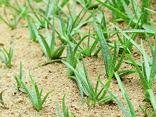 Image showing Aloe vera field