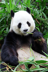 Image showing giant panda bear eating bamboo