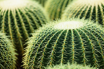 Image showing cactus