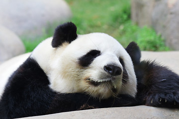 Image showing Sleeping panda