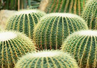 Image showing cactus