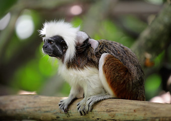 Image showing cotton top monkey