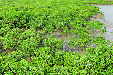 Image showing Red Mangroves