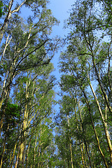 Image showing Tree canopy