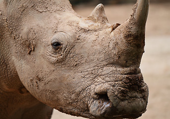 Image showing rhino