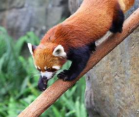 Image showing Red panda