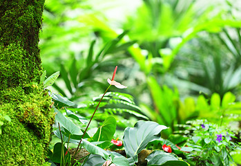 Image showing green forest