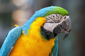 Image showing Macaw bird