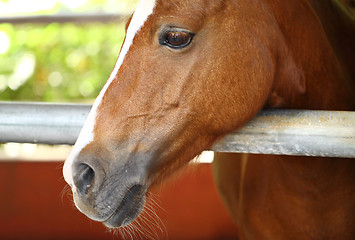 Image showing horse