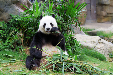 Image showing Giant panda