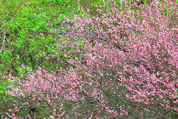 Image showing plum flower blossom