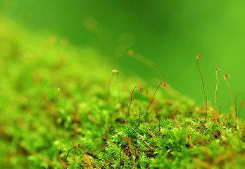 Image showing Moss In Close-up