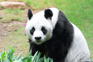 Image showing Giant panda