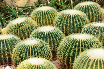 Image showing cactus