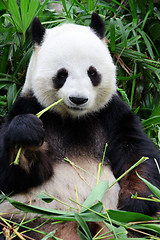 Image showing Panda eating bamboo