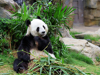 Image showing Panda eating bamboo