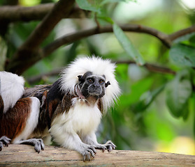 Image showing cotton top monkey