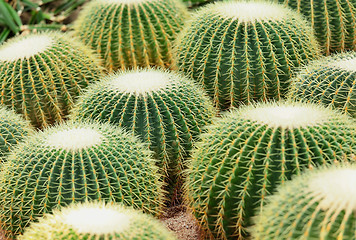 Image showing Cactus