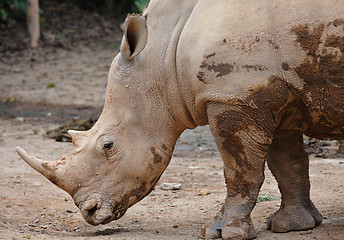 Image showing rhino