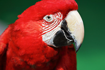 Image showing red macaw