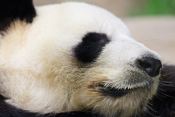 Image showing Sleeping panda