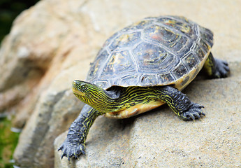 Image showing turtle