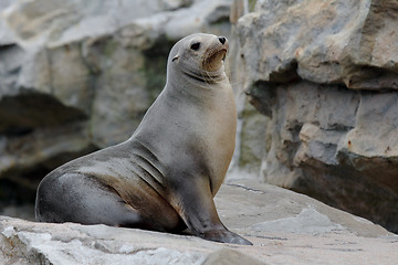 Image showing Sea Lion