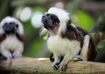 Image showing cotton top monkey