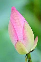 Image showing Lotus Bud