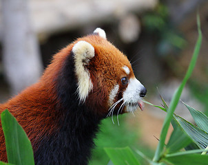 Image showing Red panda