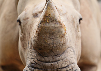 Image showing rhino