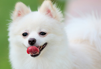 Image showing White Pomeranian dog