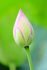 Image showing Pink Lotus Bud