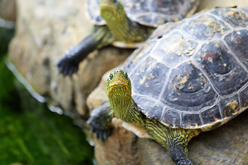 Image showing tortoises