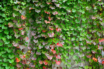 Image showing ivy covering the wall