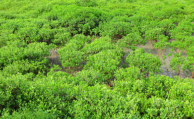 Image showing Red Mangroves