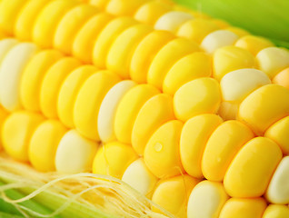 Image showing corn cob