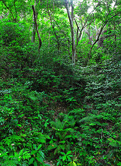 Image showing beautiful green forest