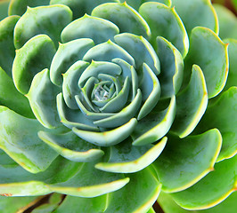 Image showing Fresh green plant close up