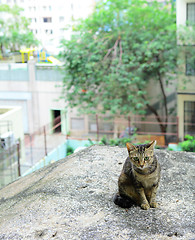 Image showing street cat in city