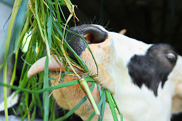 Image showing cow at farm