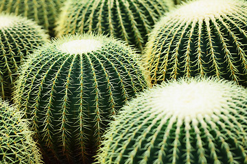 Image showing cactus