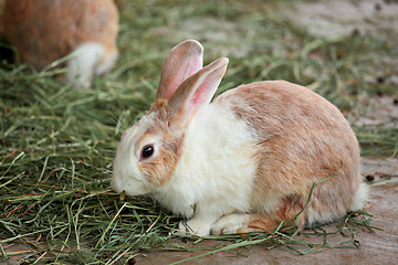 Image showing bunny rabbit
