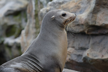 Image showing Sea Lion